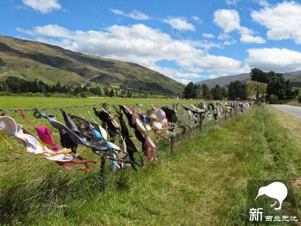 世界最污景点就在新西兰:漫山遍野都是胸罩,无数妹子各种脱光!背后原因很感人…