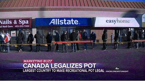 新西兰大麻合法化公投真的要来了!满20岁就能合法购买?!你同意吗…