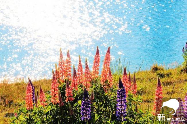 在蒂卡普湖(Lake Tekapo)旅游必须要做的10件事